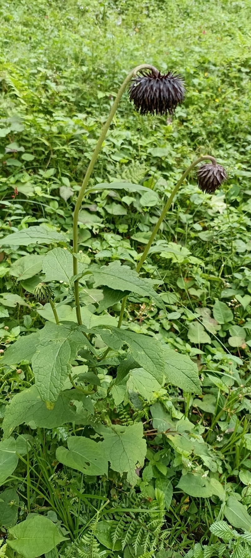 Jurinea auriculata photo 6