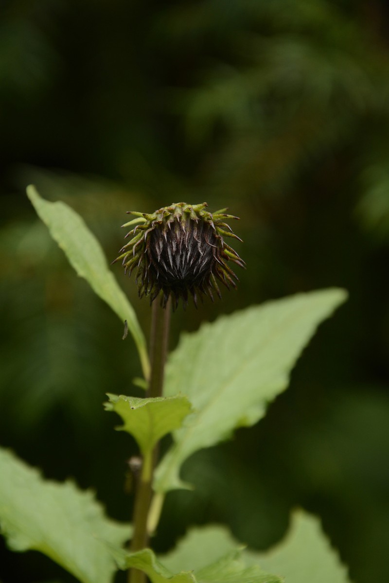 Jurinea auriculata photo 7