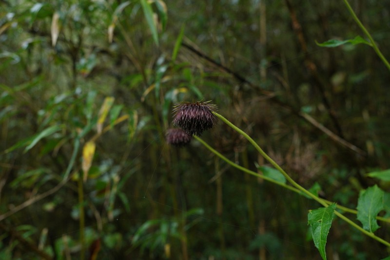 Jurinea auriculata photo 8