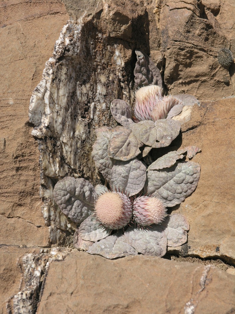 Jurinea berardioides