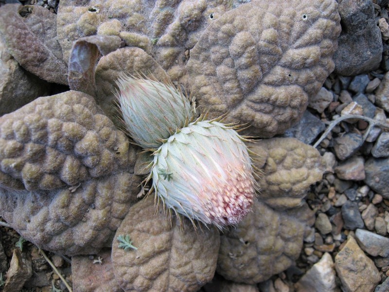 Jurinea berardioides photo 2