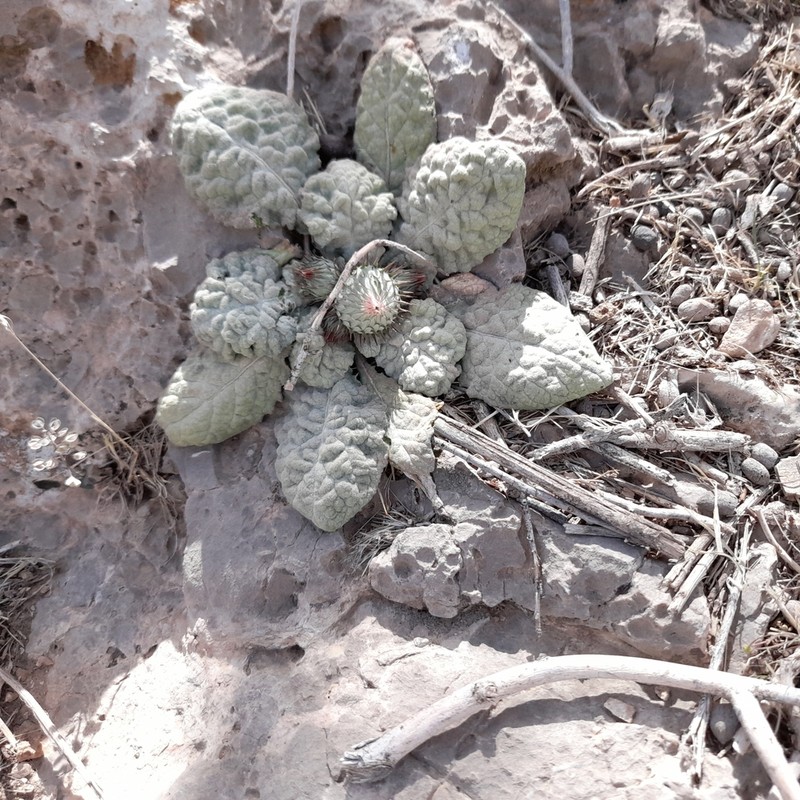 Jurinea berardioides photo 3