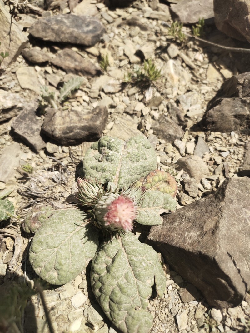 Jurinea berardioides photo 4