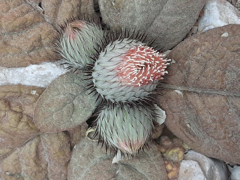 Jurinea berardioides photo 5
