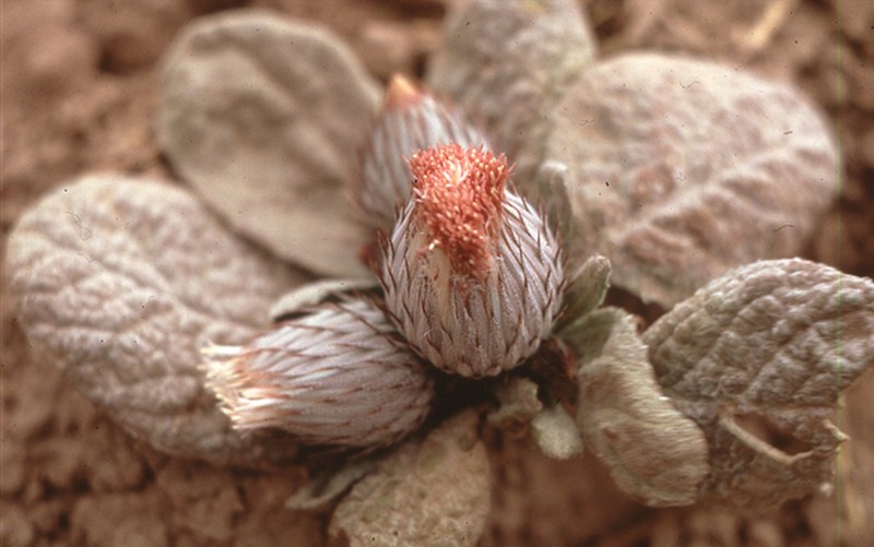 Jurinea berardioides photo 6