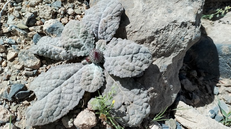 Jurinea berardioides photo 7