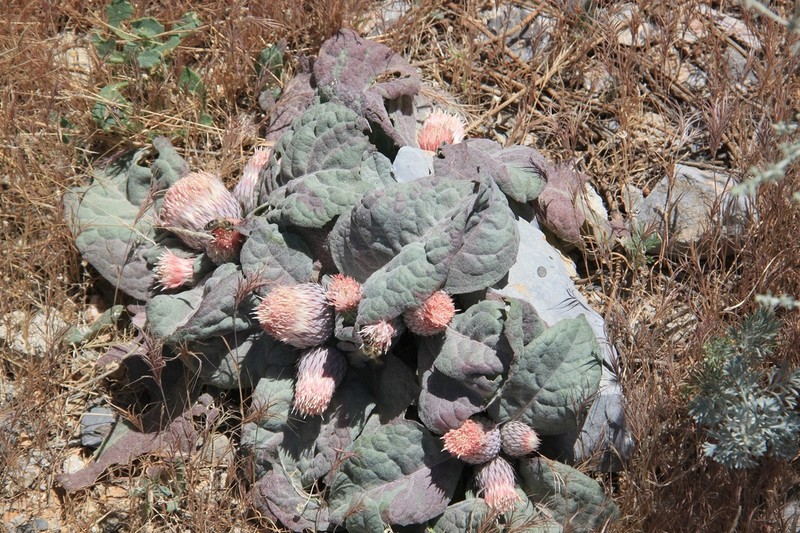 Jurinea berardioides photo 8