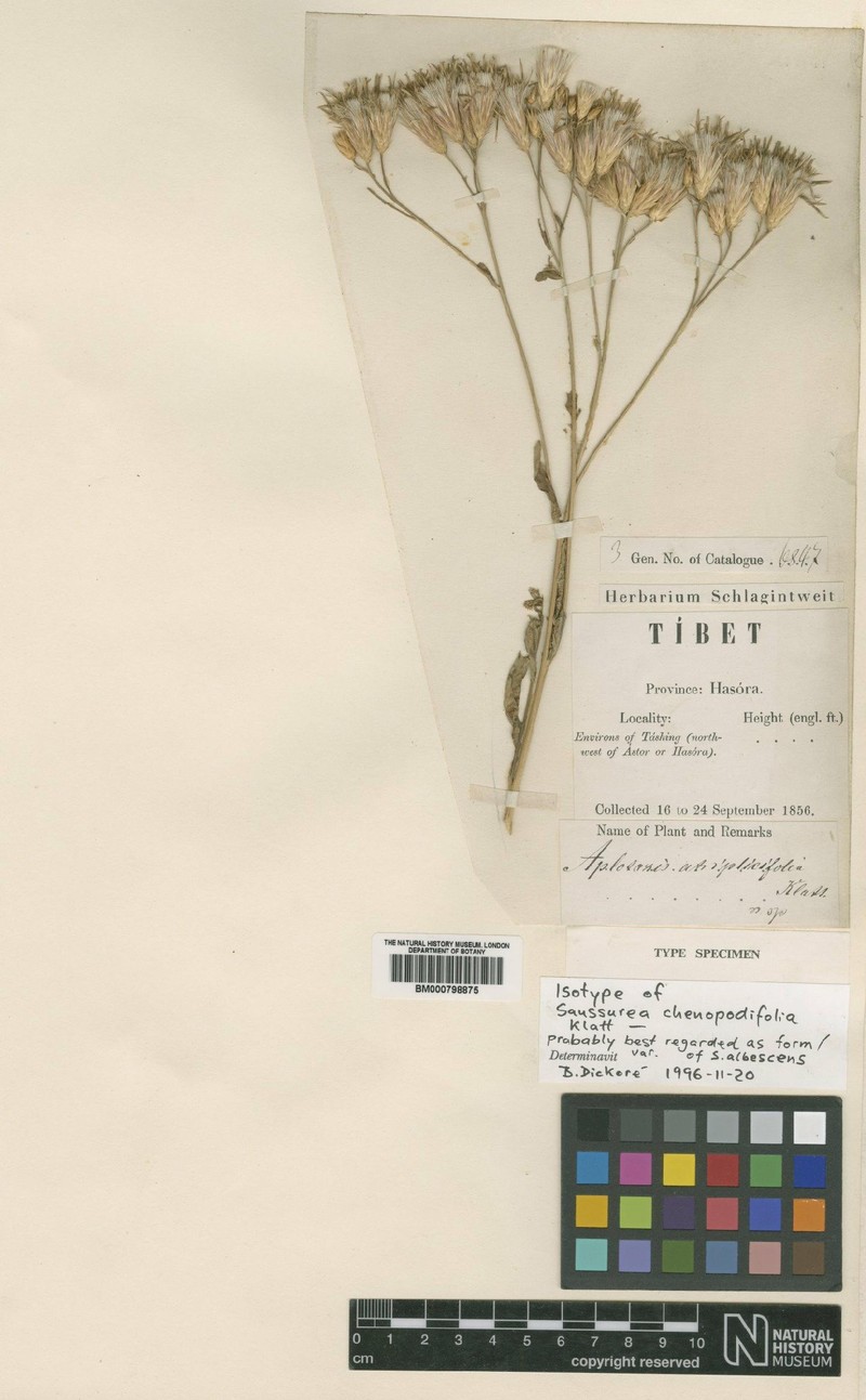 Jurinea chenopodiifolia