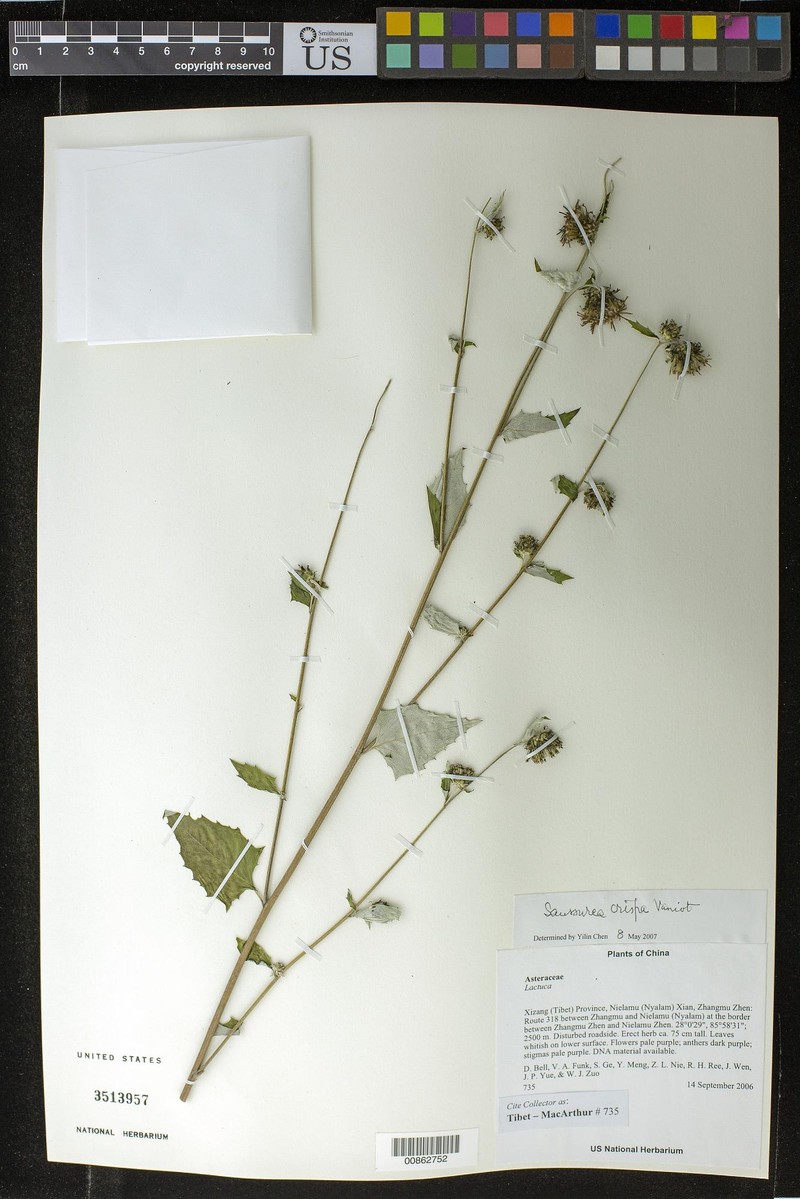 Jurinea crispa