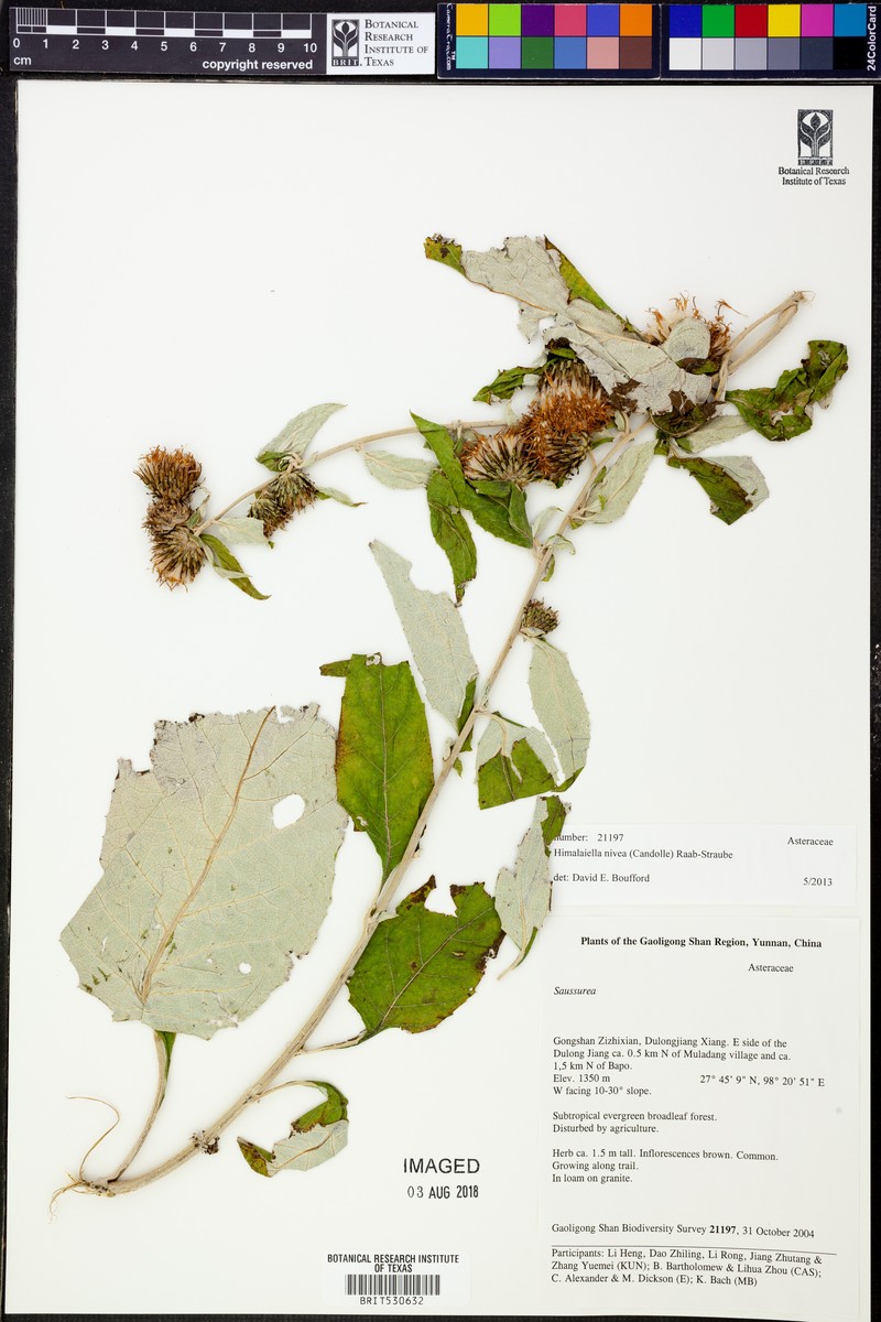 Jurinea crispa photo 2
