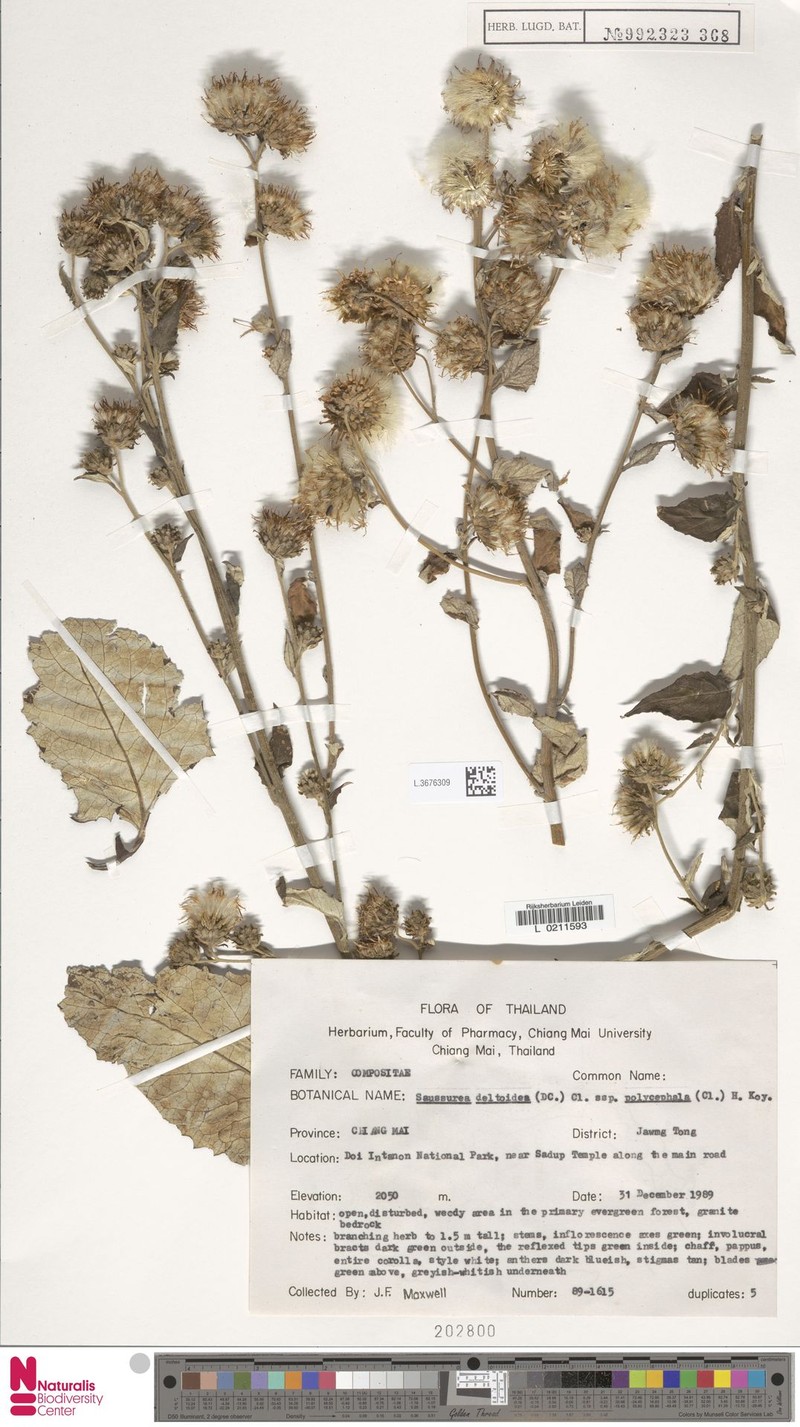Jurinea crispa photo 3
