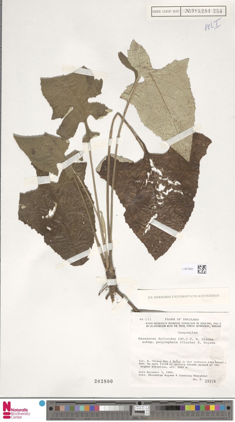 Jurinea crispa photo 4