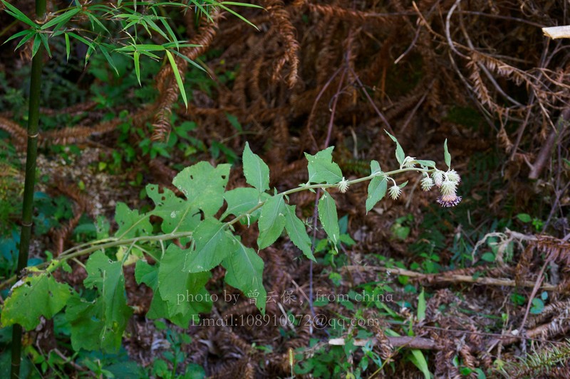 Jurinea deltoidea photo 2