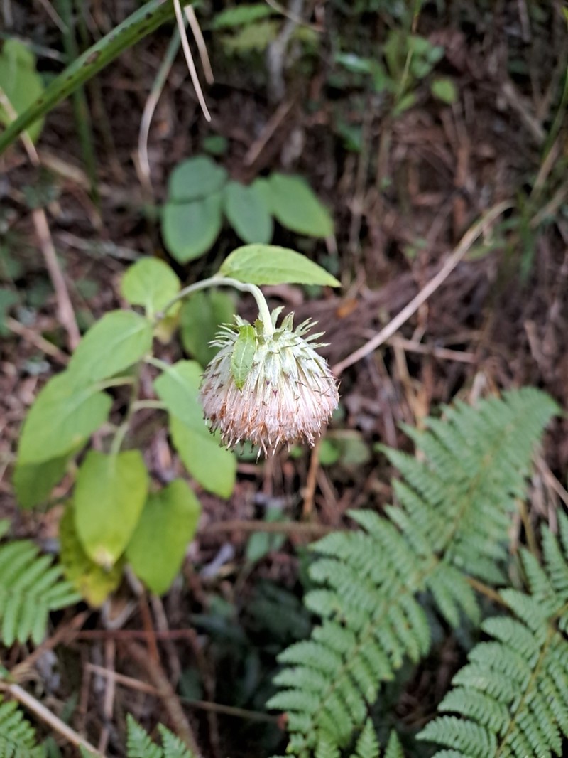 Jurinea deltoidea photo 3