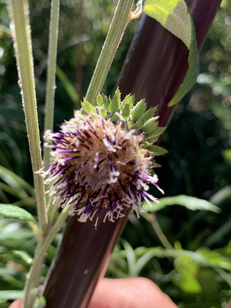 Jurinea deltoidea photo 6