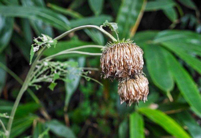 Jurinea deltoidea photo 8