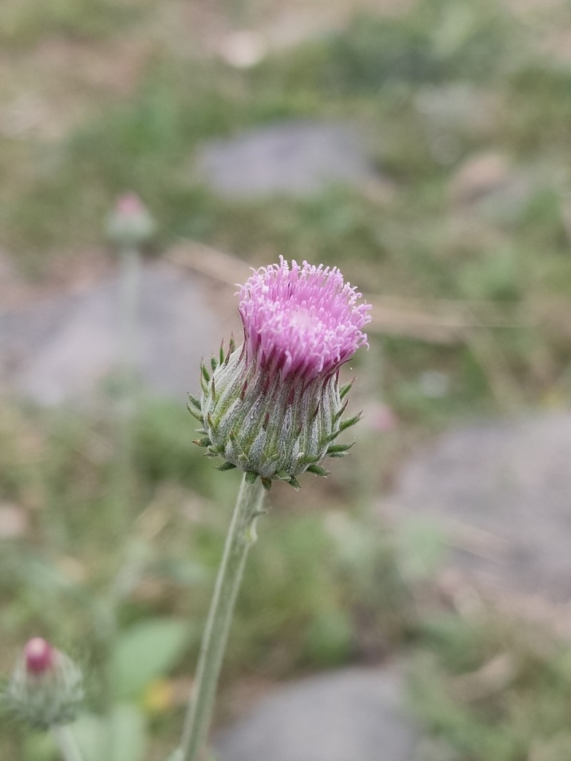 Jurinea heteromalla photo 6