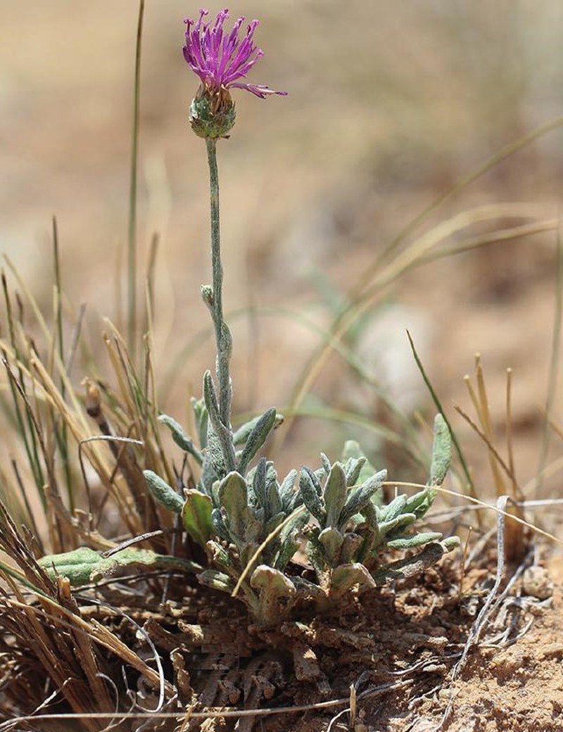 Jurinea kozakliensis