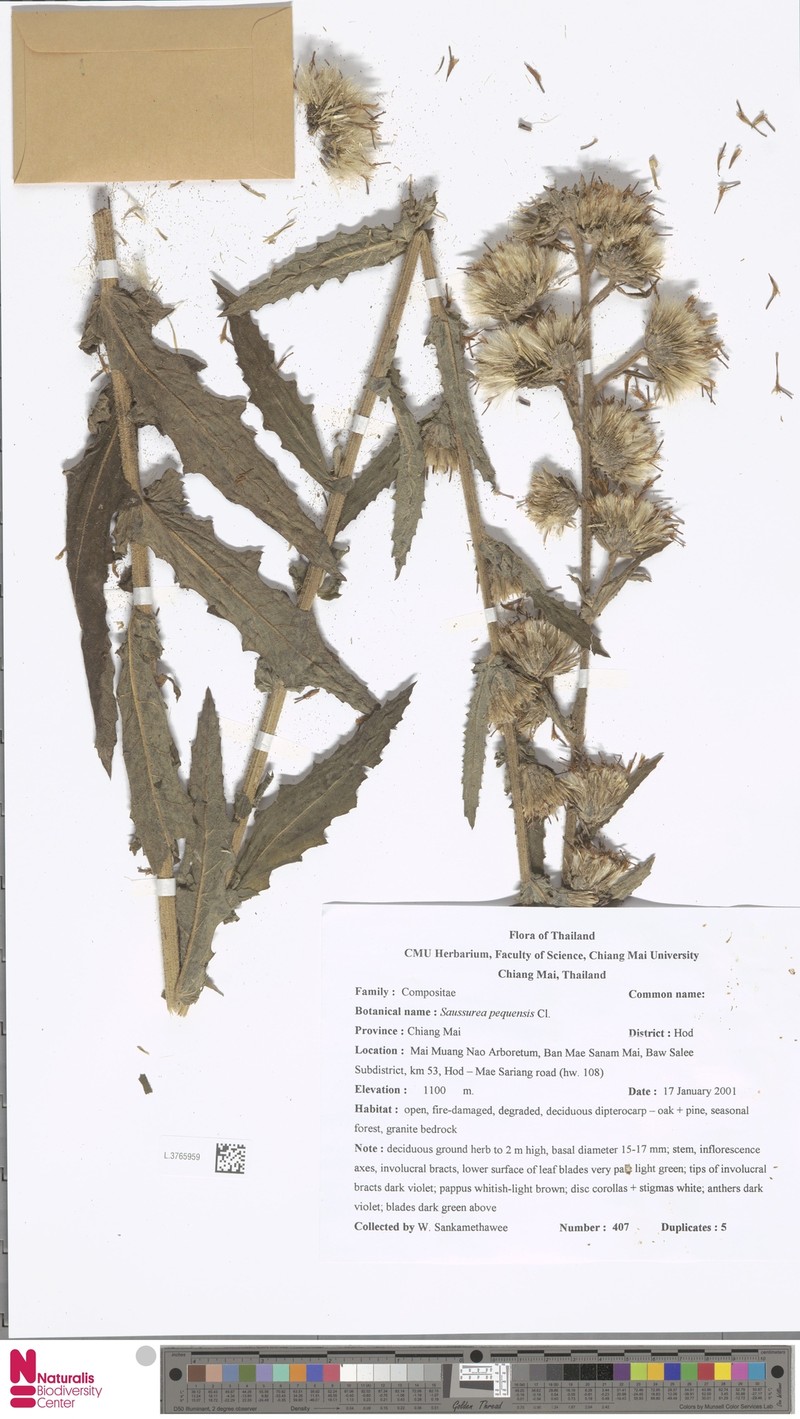 Jurinea peguensis