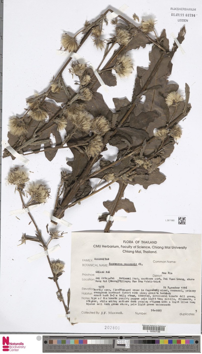 Jurinea peguensis photo 2