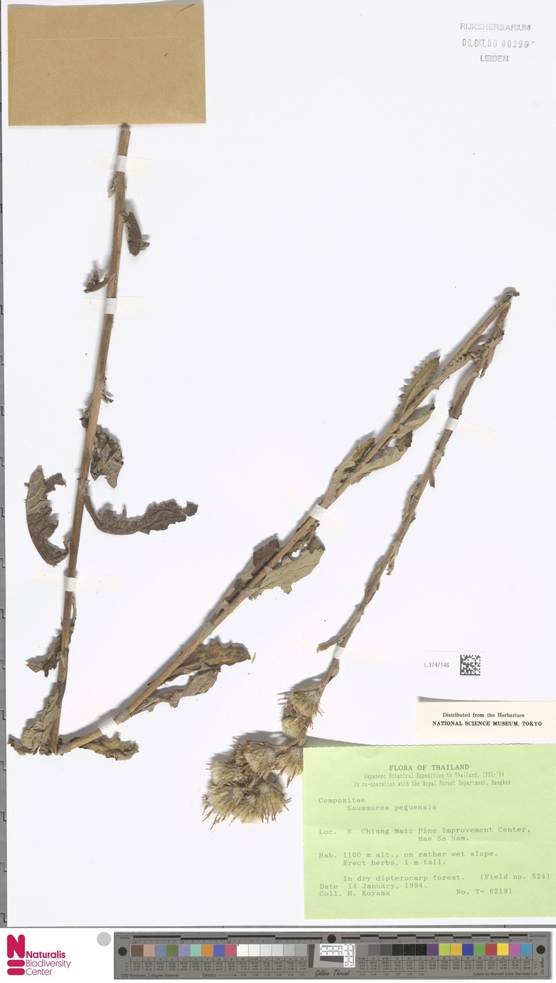 Jurinea peguensis photo 3