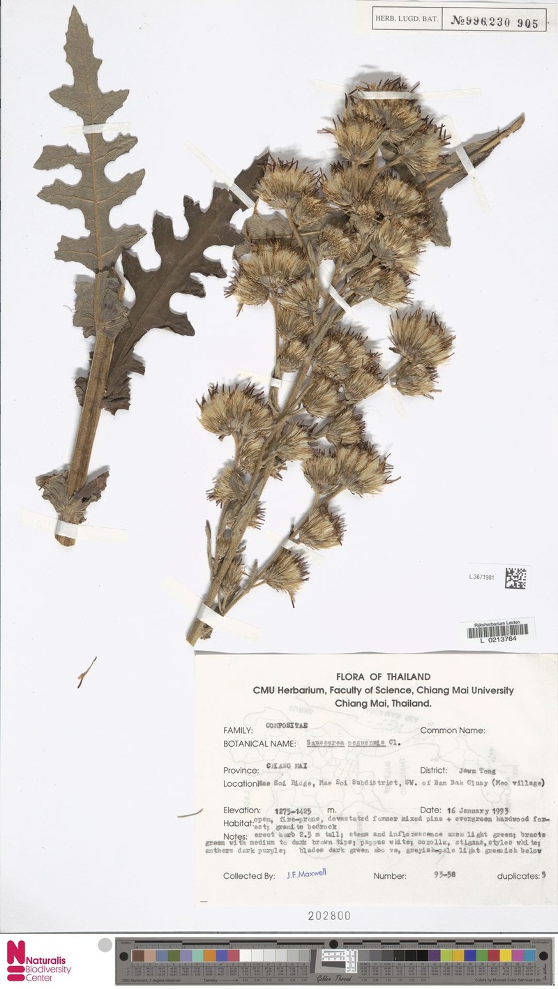 Jurinea peguensis photo 4