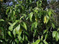 Malabar Nut
