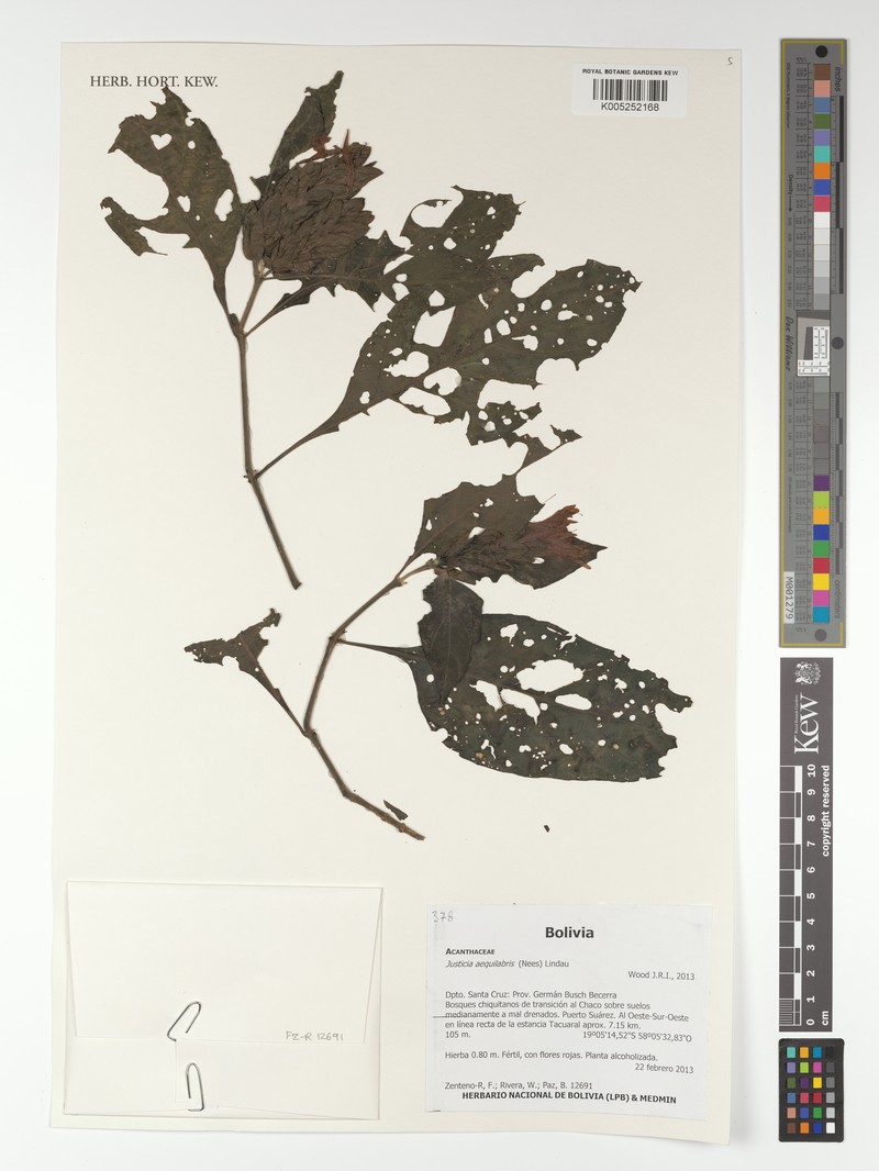 Justicia aequilabris subsp. aequilabris