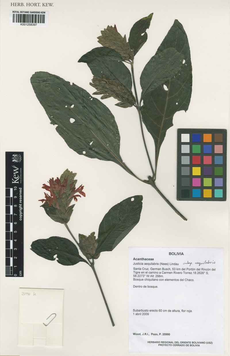Justicia aequilabris subsp. aequilabris photo 2