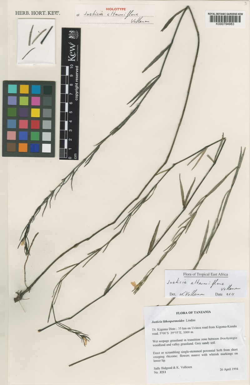 Justicia alterniflora