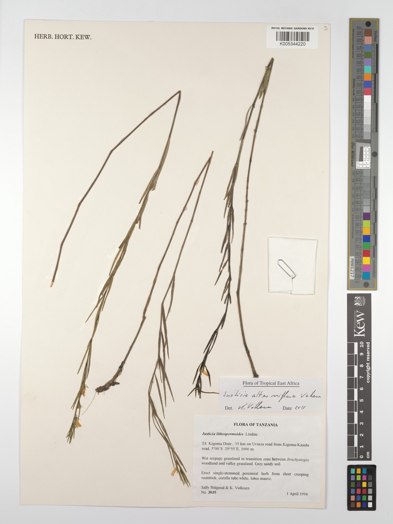 Justicia alterniflora photo 2