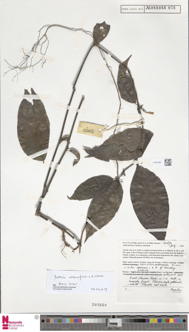 Justicia alterniflora photo 3