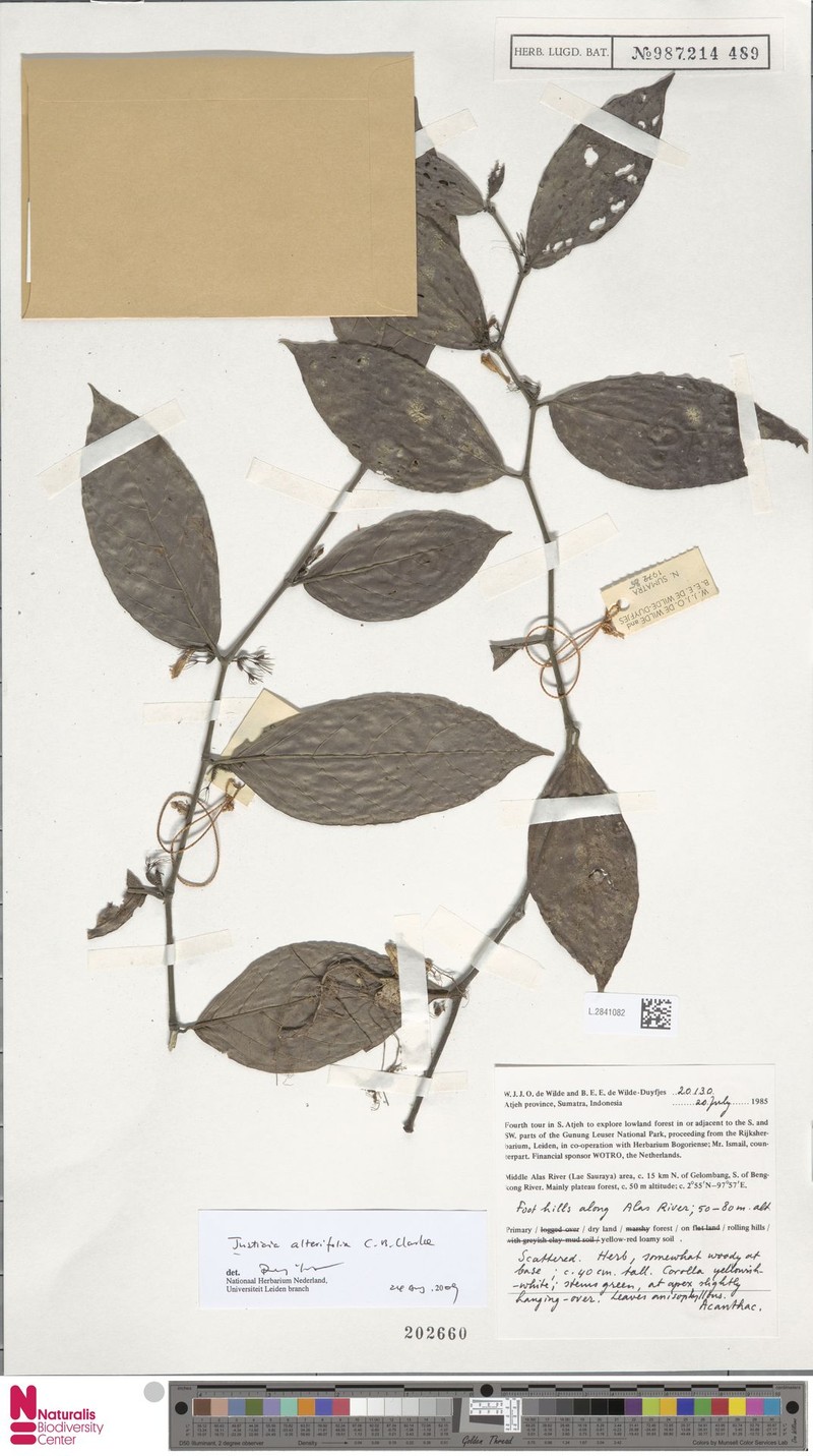 Justicia alterniflora photo 4