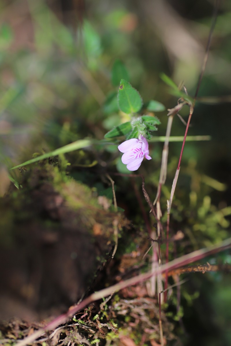 Justicia amanda subsp. amanda photo 2