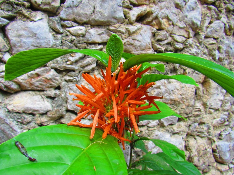 Justicia amplifolia