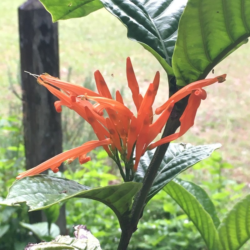 Justicia amplifolia photo 2