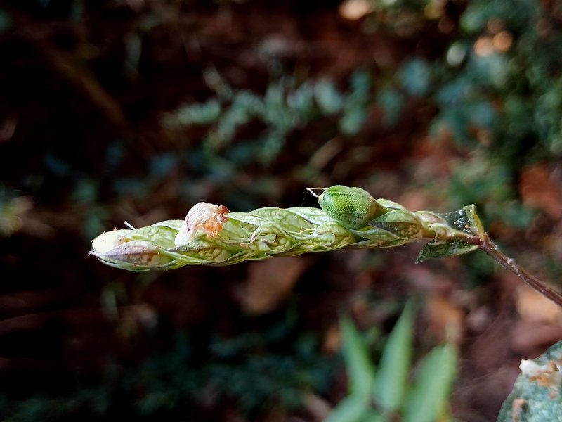 Squirrel's Tail photo 3