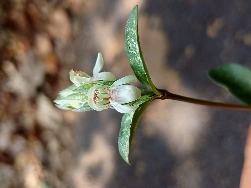 Squirrel's Tail photo 5