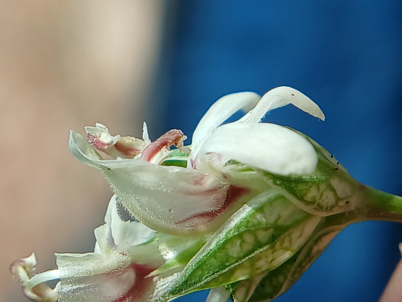 Squirrel's Tail photo 6