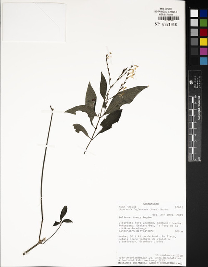 Justicia bojeriana