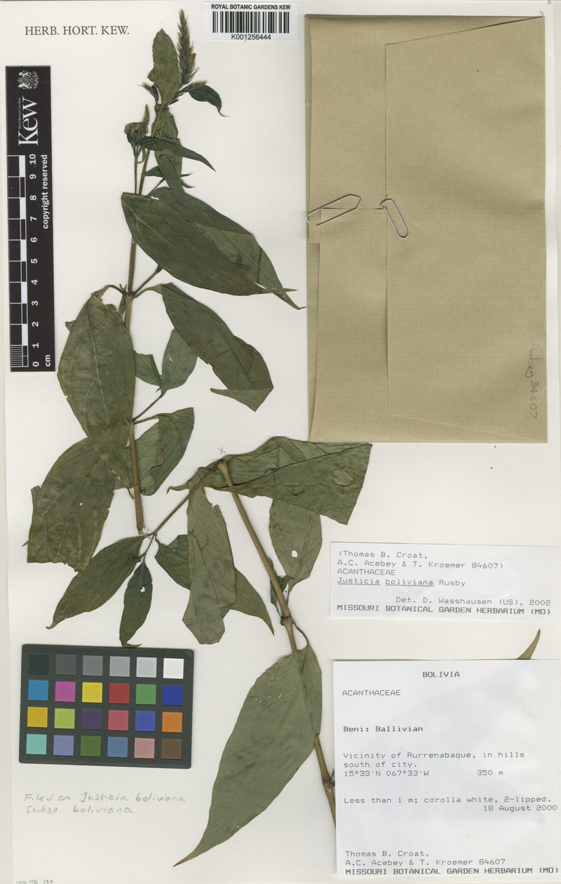 Justicia boliviana subsp. boliviana photo 3