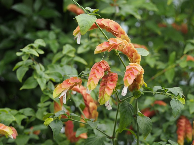 Shrimpplant photo 3