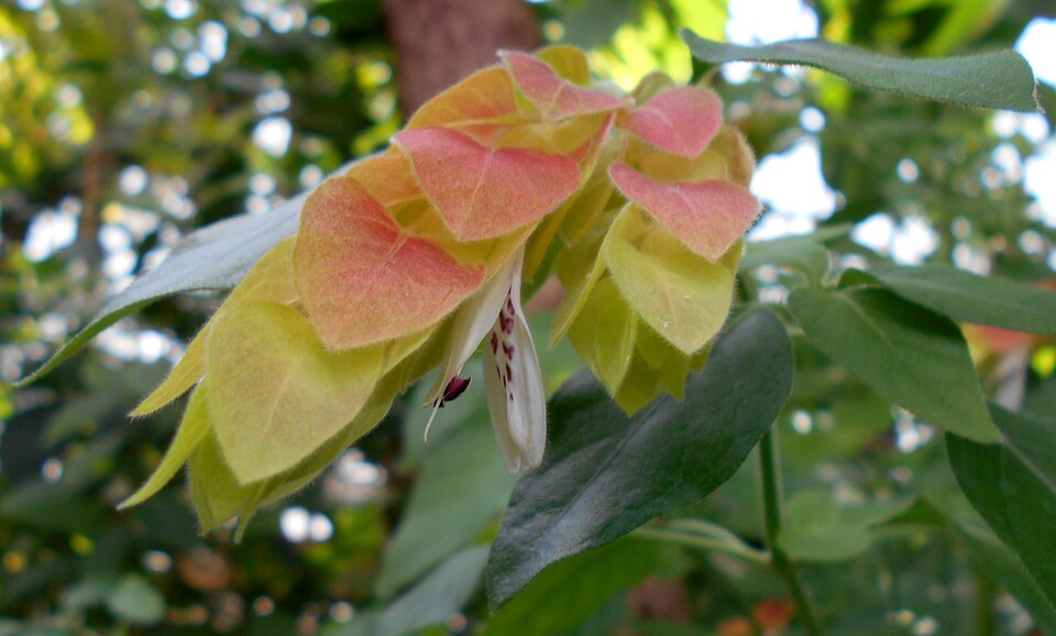 Shrimpplant photo 5