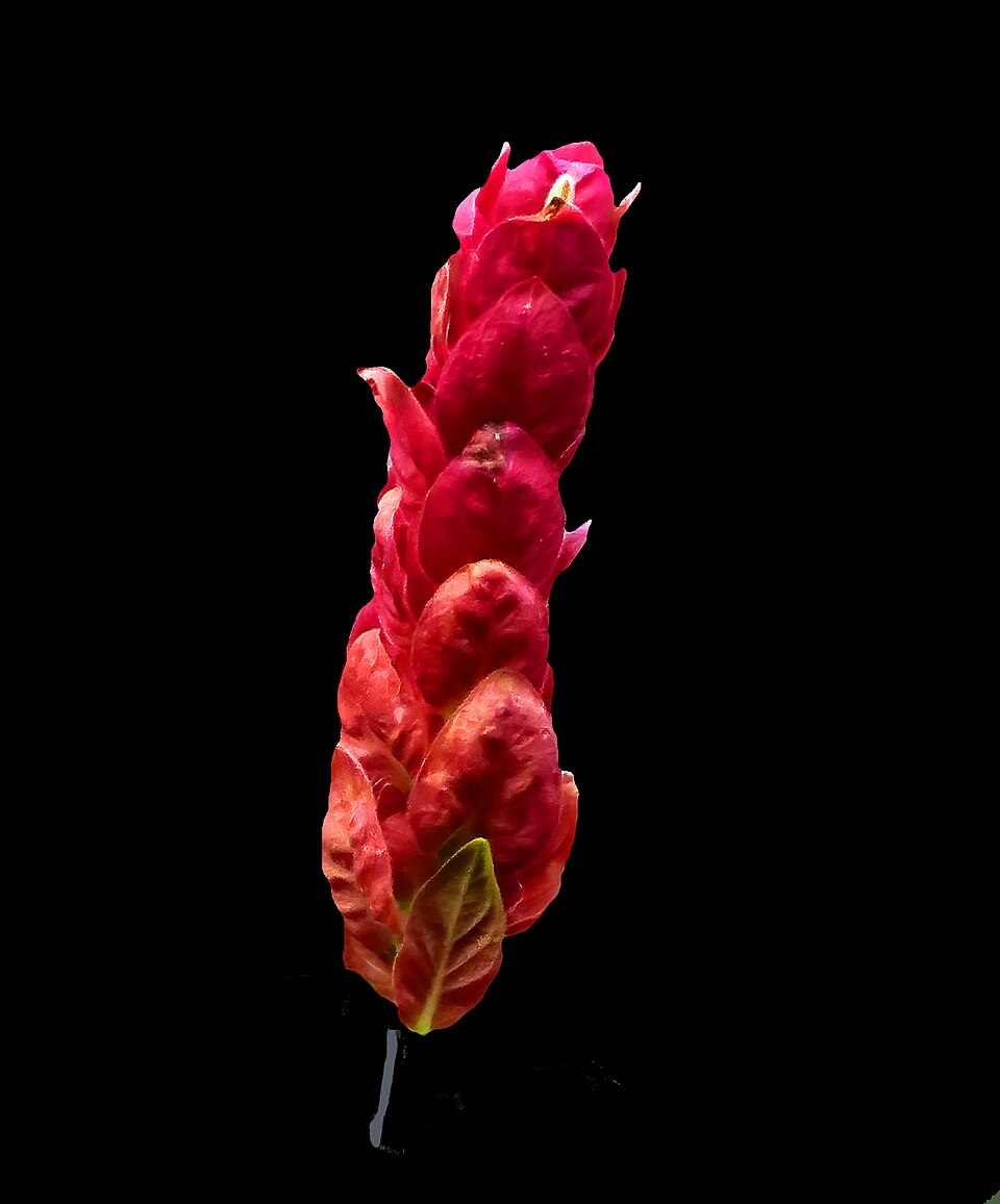 Shrimpplant photo 7