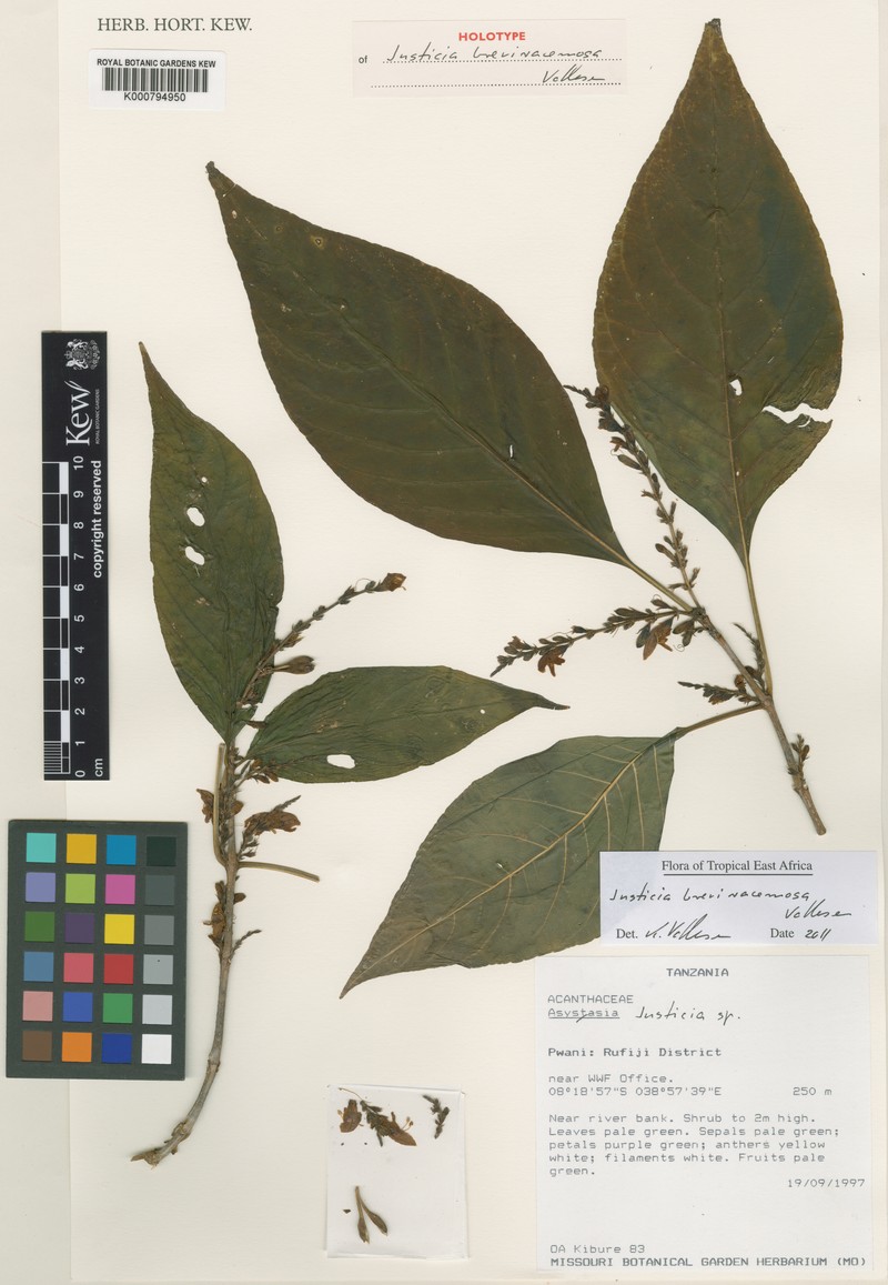 Justicia breviracemosa
