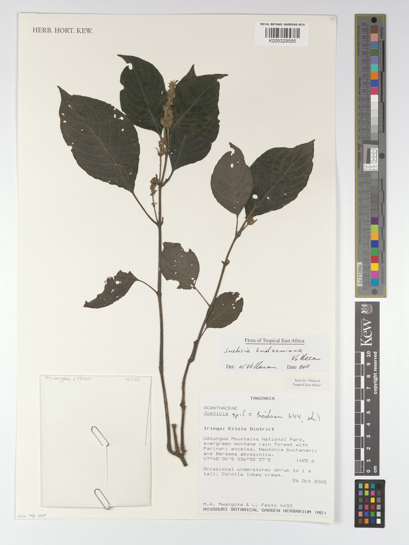 Justicia bridsoniana photo 2