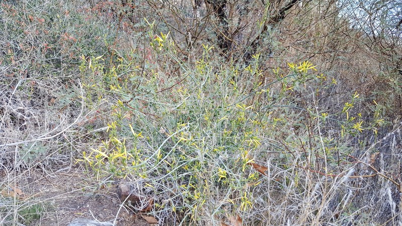 Beloperone photo 2