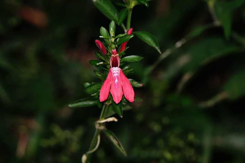 Justicia cardinalis photo 2