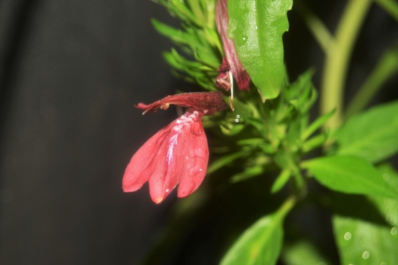Justicia cardinalis photo 5