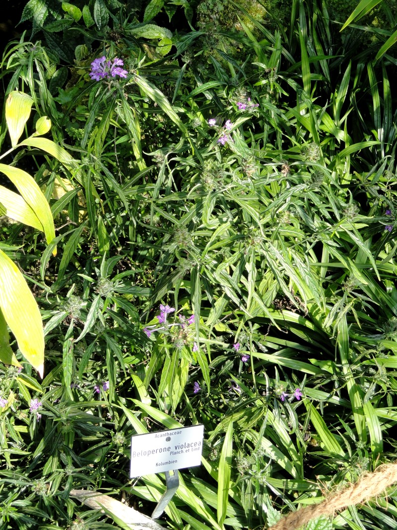 Woodland Water-Willow photo 2